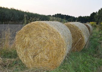hay bales in the field.Field with round rolls of straw