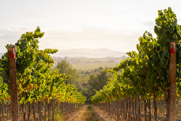 picturesque vineyard stretches out into the distance under the soft light of the setting sun, showcasing an idyllic scene of cultivated grapevines in well-manicured rows in Penedes wine regio in Spai
