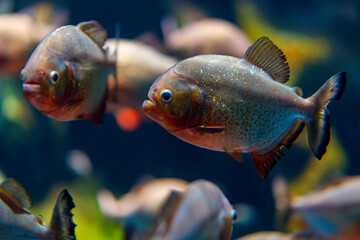 ピラニア・ナッテリーの群れ