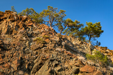 Pine branches on the cliff side, illuminated by the sun against the blue sky