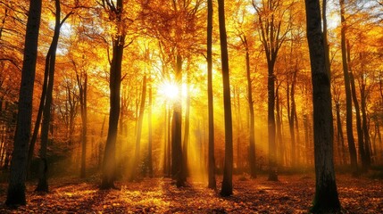 Obraz premium Radiant Autumn Leaves in a Peaceful Forest with Sunlight Filtering Through the Canopy - Warm and Inviting Atmosphere. AI generated illustration