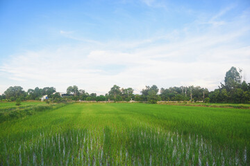 Green rice fields, sky and sunshine