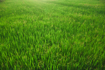 Rice fields, young green rice plants