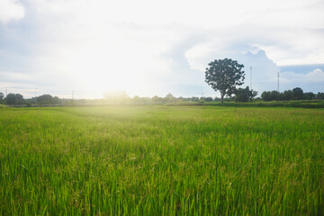 Green rice fields, sky and sunshine