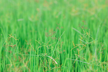 Grass in the rice field