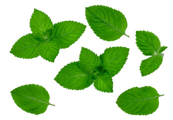 Mint leaves isolated on a white background, top-down, contour