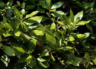  green leaves of Laurus Nobilis bush -Lauraceae Family