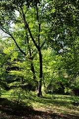 various trees of park  in summer 