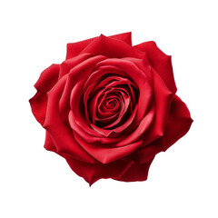 Red Rose Isolated on a Transparent Background