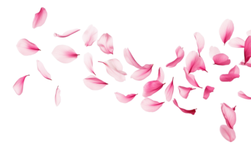  Flying pink petals in the air, beautiful floral levitation isolated on transparent background.