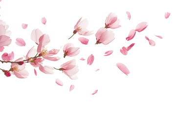 Pink peach petals flying in the wind, beautiful floral levitation isolated on transparent background
