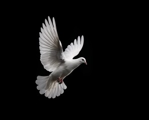 Obraz premium White Dove Flying in the Air with Wings Spread Against a Black Background, Isolated