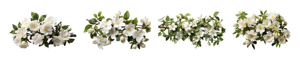 Set, collection of Jasmine String isolated on transparent background.