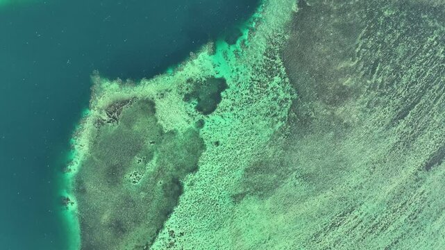 Aerial view of vibrant abstract reef in serene ocean, Fiji.
