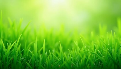 Obraz premium Vibrant green grass a symbol of natures vitality