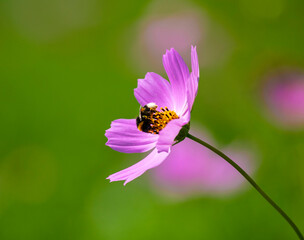 Bumblebee on a cosmos flower. The insect collects nectar and pollen from a cosmos flower.  © The physicist