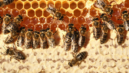 Story of summer life of bees. Beauty and color harmony in nature.