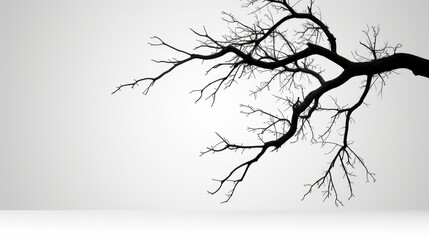 Fototapeta premium Silhouette of a bare tree branch against a white background