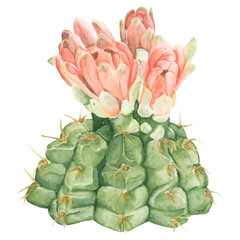 Spider cactus watercolor png plant © Rawpixel.com