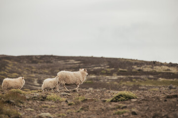 A flock of Sheep in Iceland