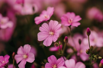 Fototapeta premium Roses are pink