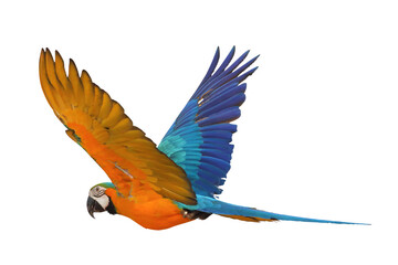 Colorful flying Blue and Gold Macaw parrot isolated on transparent background png file
