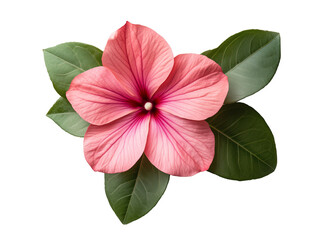 Pink flower with vibrant green leaves on a white background. Cut out shape of Catharanthus