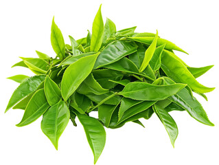 Fresh green tea leaves on white background - fresh color, natural beauty. Cut out shape