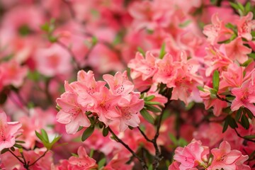 Obraz premium Spring flowers azaleas blooming