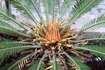 Obraz premium The palm tree grows in the city park.