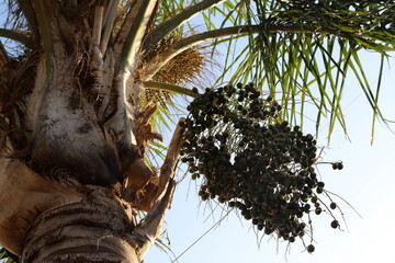 The palm tree grows in the city park.