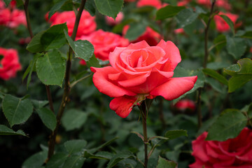 Vibrant Pink Rose Blooming in Sunlit Garden