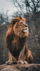 Naklejka premium Majestic lion perched on a rock in a serene forest setting during early morning light