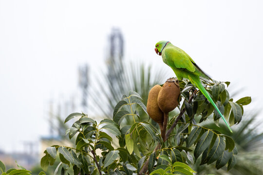 A parrot perched on top of mahogany tree fruit and enjoying meal.