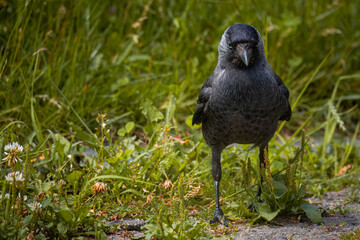 A Western jackdaw stands on the green grass and looks toward the camera lens on a cloudy summer day.