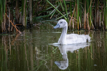 On a cloudy summer day, a cygnet swims in calm water with reflection toward the camera lens. A...