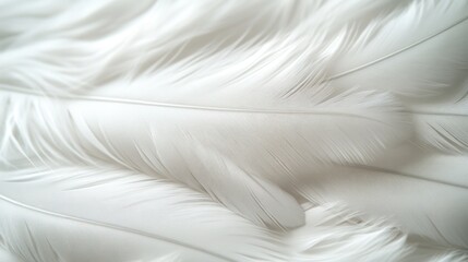 White Feathers Close-up