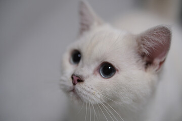 one British Shorthair cat head close up. Silver shaded colorpoint