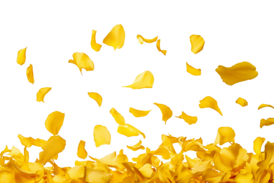 Yellow flower petals falling in the air, beautiful floral levitation isolated on transparent background