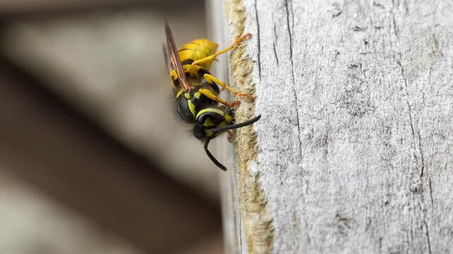 close-up of a wasp (Vespula vulgaris) gathering dead wood for nest building, Wilts UK