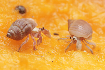 Two hermit crabs are eating a ripe papaya. This animal that lives on sandy beaches has the scientific name Paguroidea sp.