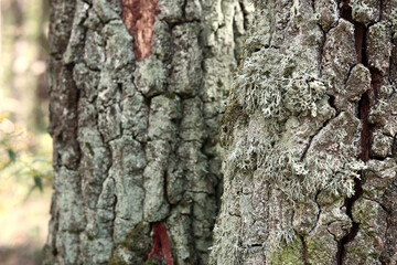 Oak tree trunk covered with lichen. Cracked oak bark close-up and lichen. Drying of the tree. Damaged bark on the tree trunk, details. Moss