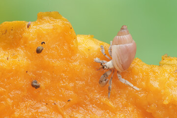 A hermit crab is eating a ripe papaya. This animal that lives on sandy beaches has the scientific...