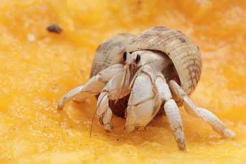 A hermit crab is eating a ripe papaya. This animal that lives on sandy beaches has the scientific name Paguroidea sp.