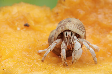 A hermit crab is eating a ripe papaya. This animal that lives on sandy beaches has the scientific name Paguroidea sp.