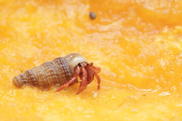 A hermit crab is eating a ripe papaya. This animal that lives on sandy beaches has the scientific name Paguroidea sp.