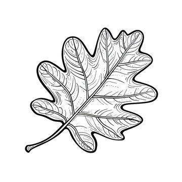recommend clip art: A leaf with a black outline and white details