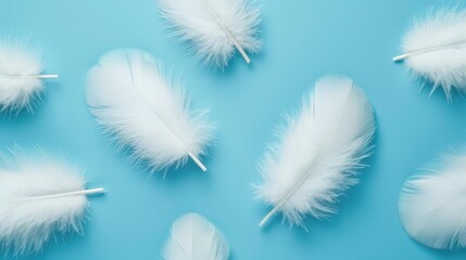 Obraz premium White Feathers on a Blue Background