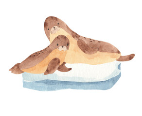 Watercolor couple mother and baby seal on the iceberg - hand drawn illustration on transparent background