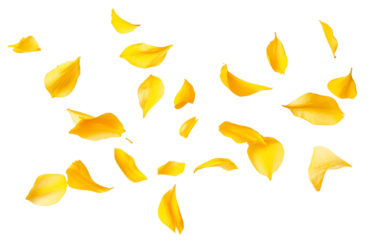 Springtime yellow petal flowers levitate in air, beautiful floral flying isolated on transparent background